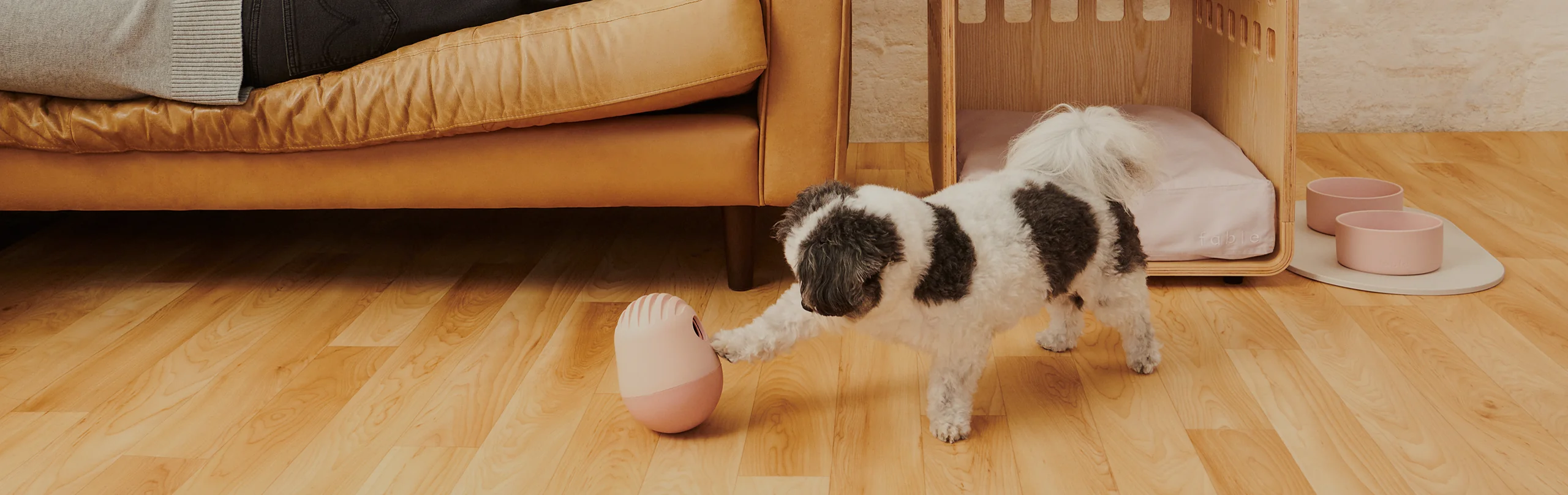 Elevated Gear for Modern Dogs